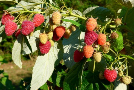 МАЛИНА НАГРАДА